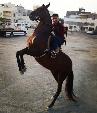 اسطبل اموري - سيف - +973 3616 6196