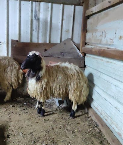 إسطبل الجبل - منطقة السيف -