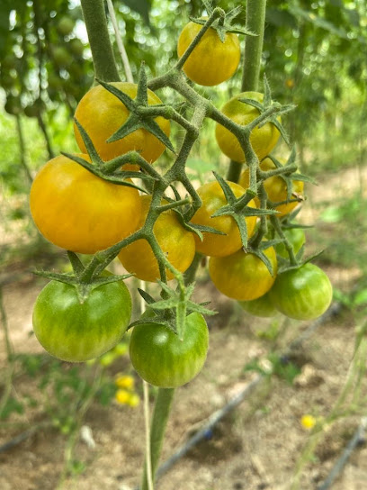 مزرعة نبيل العجمي - Bahrain|Karranah|6GH6+PJ