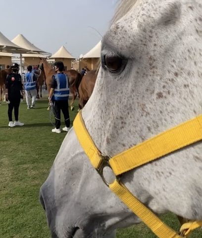 أسطبل الشوامخ الزلاق - السنابس - +973 3321 1313