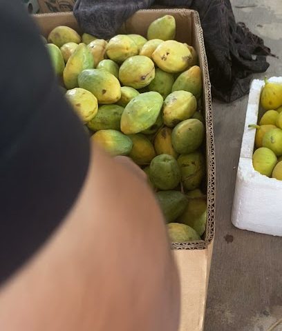 قاسم لوز - سترة -