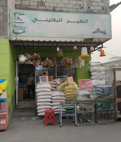طائر بلاتيني - الرفاع -